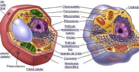 Esquema De La Celula Vegetal Con Sus Partes Y Funciones Consejos