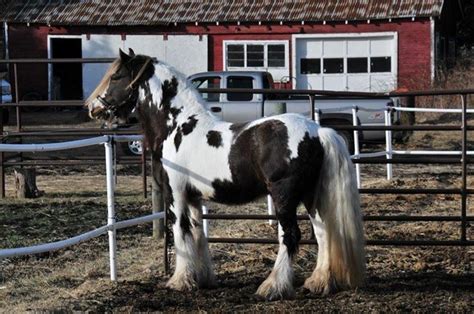 pin  pinto horses
