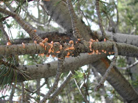Tree Diseases White Pine Blister Rust Iron Tree Tree Knowledge Base