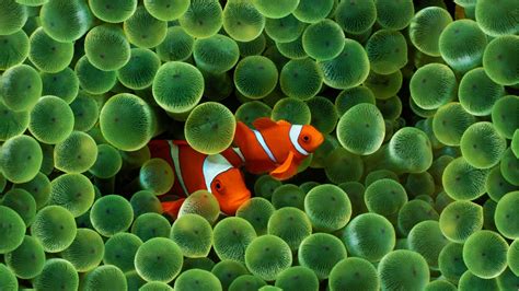 Fish Wallpapers Best Wallpapers