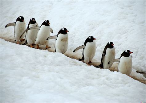 Baby Penguin Desktop Wallpaper Wallpapersafari