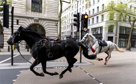 Hobused Jooksid Londonis Amokki Ja Vigastasid Nelja Inimest Välismaa Err