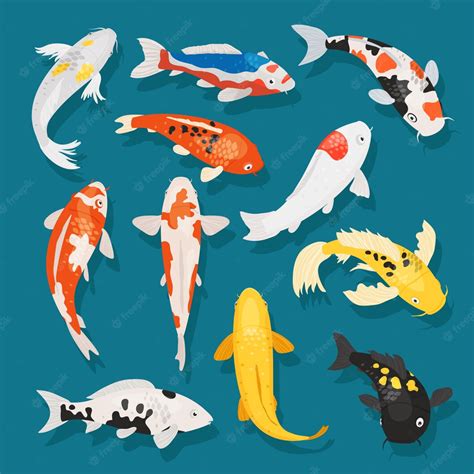 Premium Vector Japanese Fish Vector Illustration Carp And Colorful
