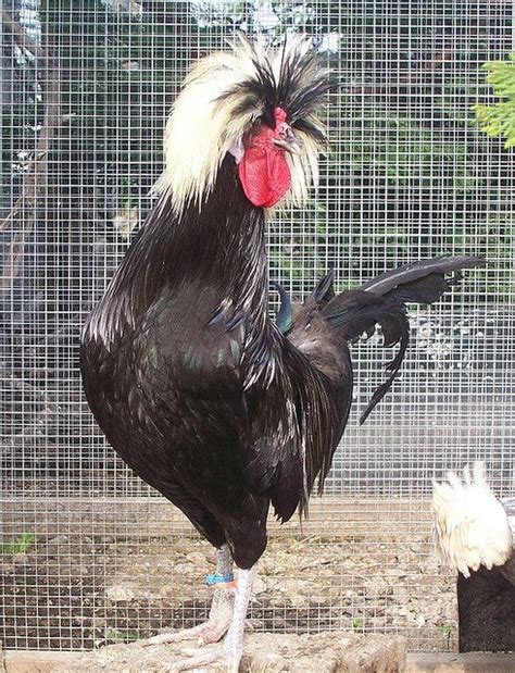 White Crested Black Polish Fancy Chickens White Crested Black Polish Chickens Backyard