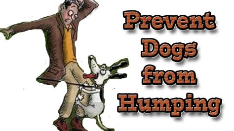 Humping How To Prevent Humping Using Positive Methods Youtube