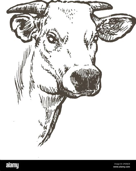 Hand Drawn Realistic Sketch Of Ox Vector Illustration Stock Vector