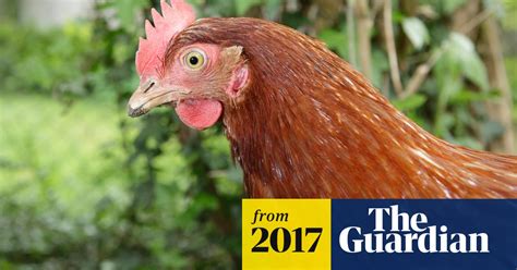 Bird Flu Found In North Yorkshire Backyard Bird Flu The Guardian