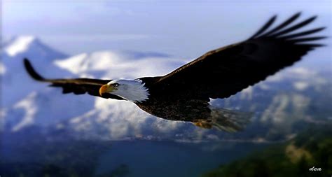 American Eagle Flying In The Sky Hd Wallpaper Wallpaper Flare