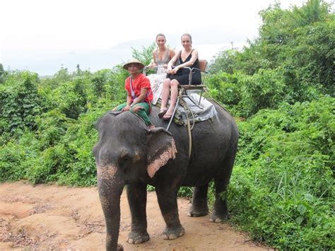 Thailand! | Thailand elephants, Elephant world, Thailand travel