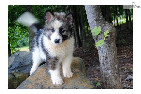 Wolf Hybrid Puppies Adoption Wolf Puppies For Adoption Even From A