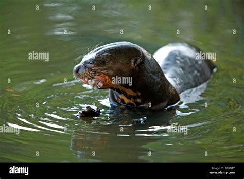 Giant Otter Pteronura Brasiliensis Adult In The Water Eating Fish