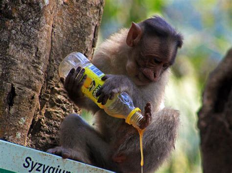 53 Funny Monkey Pictures That Prove Monkeys Are Just Little Babies