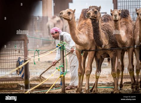 Camels Huddled Together Inside Of A Small Pen At The Al Ain Camel Market In Abu Dhabi Uae Stock