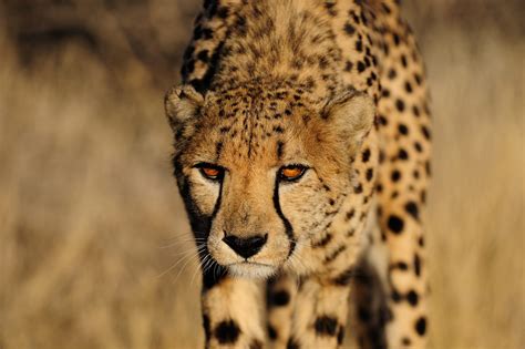 Cheetah The Fastest Land Animal In The World Impressive Nature