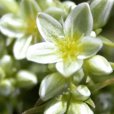 Descubre Los Beneficios De La Flor De Bach Scleranthus En Tu Vida