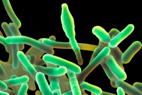 The genus received its current name, after the british pioneer of sterile surgery joseph lister, in 1940. Everything you need to know about the hospital food listeria outbreak | New Scientist