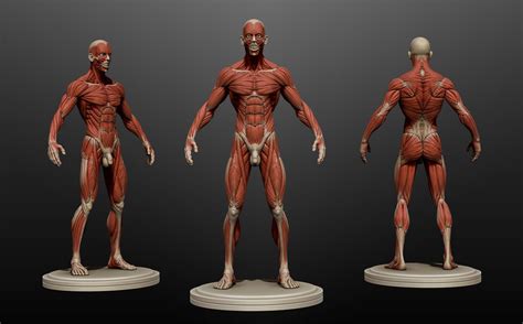 Uv Mapping Anatomy Study 3d Model Character Uvs Dynamic Poses Body