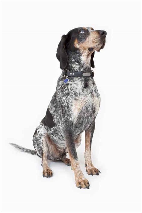 Bluetick Coonhound Temperament And Puppy Info Price Breeders Etc