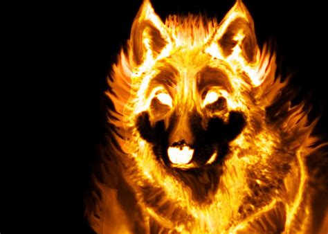 Pics Of Wolves Made Out Of Fire The Fire That Is My Life Anime Wolf