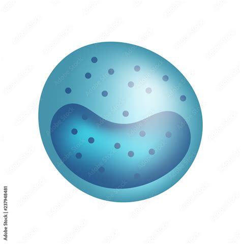 Monocyte Vector Illustration Blood Cell Stock Vector Adobe Stock