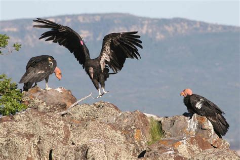 Condors Near Virgin Utah California Condor Wildlife Bald Eagle