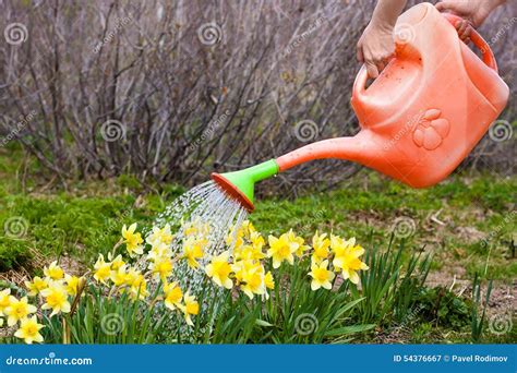 Watering The Flowers Stock Image Image Of Hand Lifestyle 54376667