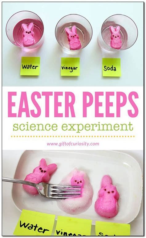 Easter Peeps Science Experiment Easter Science Experiments Easter