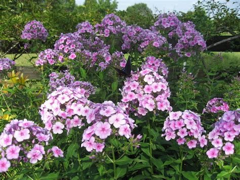 Phlox ‘john Fanick