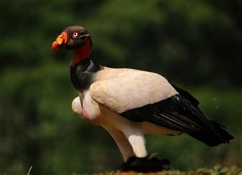 King Vulture Costa Rica King Vultures Feeding At Laguna Flickr