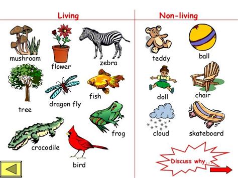 living non living things - Google Search | Living and nonliving, Non ...