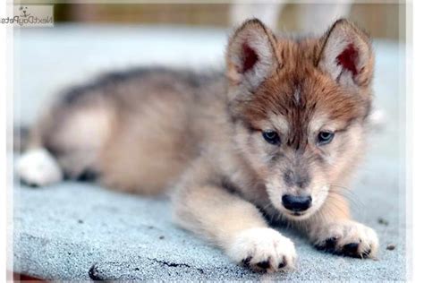 Husky Wolf Mix For Sale Petsidi