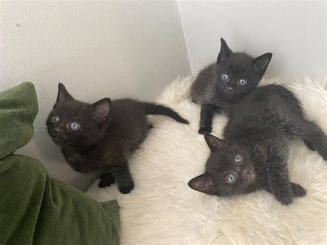 Kittens For Sale In Worthing West Sussex Gumtree