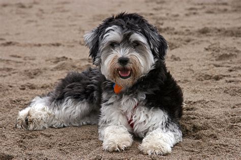 We have been breeding for over 20 years and our children… Havanese Temperament - Havanese Breeders