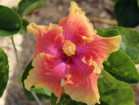 Florez Nursery Hibiscus Rosa Sinensis Courier Mail