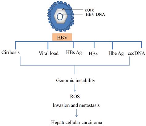 Hbv Dna Integrates Into The Host Dna Whereas Hbx Viral Proteins Cause