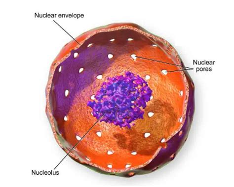 Facts About The Cell Nucleus Biology Wise The Cell Nu