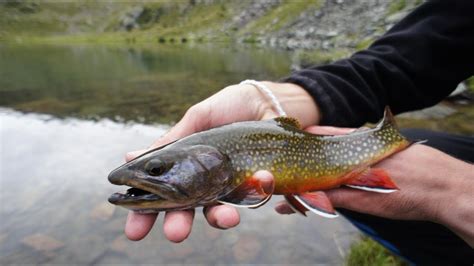 Fly Fishing For Brook Trout In Spain Youtube
