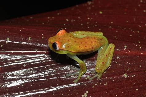 Worlds First Fluorescent Frog Discovered Huffpost Sustainability
