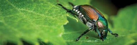 Japanese beetle control of japanese beetles and white grubs. Guide to Organic Pest Control - Organic Gardening ...