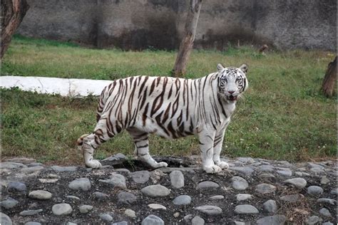 White Tigers Everything You Need To Know Tiger Tribe
