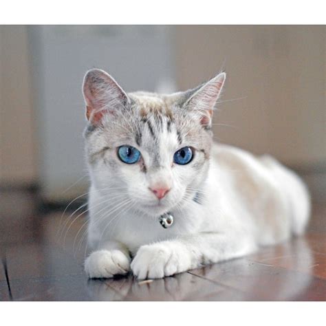 Bluey Female Ragdoll Mix Cat In Qld Petrescue