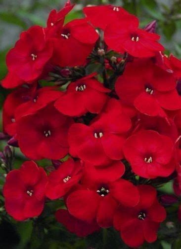 Phlox Red Flame Red And Ps