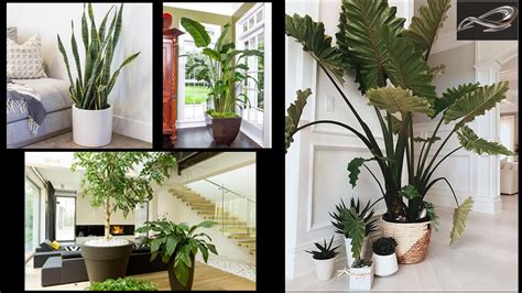 Best Indoor Plants India Best Indoor Plants For Clean Air Indoor