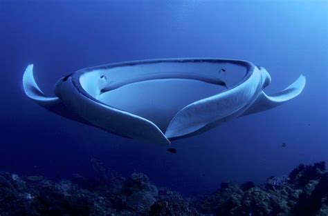 12 Fascinating Facts Most People Dont Know About Majestic Manta Rays