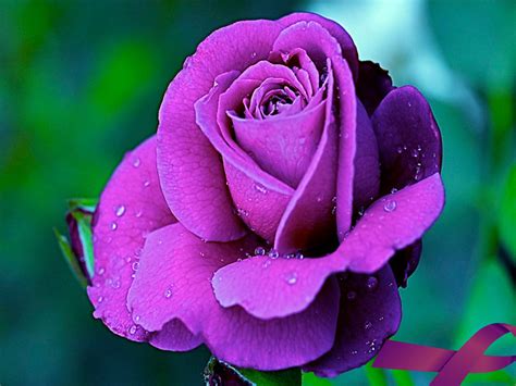 Purple Rose Flowers - Flower HD Wallpapers, Images, PIctures, Tattoos ...