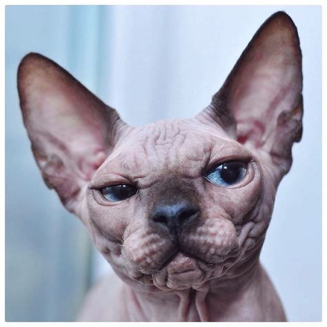 Pin By Sofiya On Sfinks Cats Cute Cats And Dogs Sphynx Cat Hairless Cat