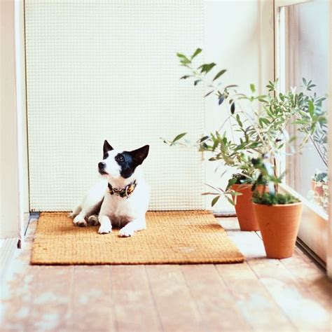 (cat safe) house plants for cleaner air • mind over matter. 10 Best Plants Safe for Cats and Dogs | The Strategist ...
