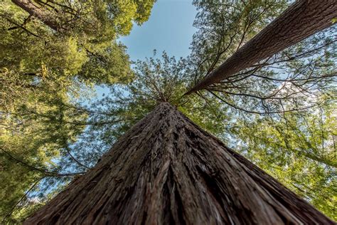 Tall Trees Pictures Download Free Images On Unsplash