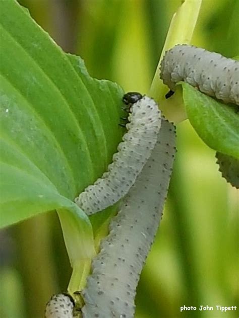 Gailhampshire from cradley, malvern, u.k. Identification of Sawfly caterpillars on garden plants ...