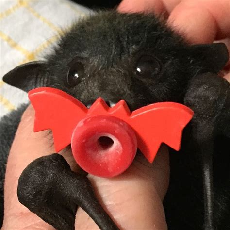 Baby Bat With A Bat Binky Baby Bats Cute Animals Cute Bat